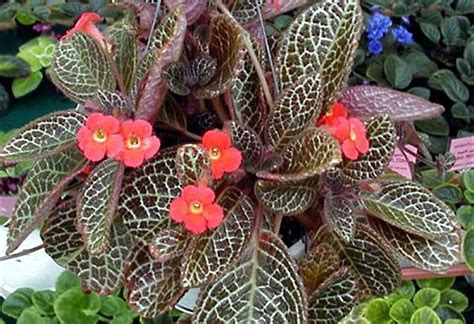 fireviolet|How to Grow and Care for Episcia Cupreata: The Vibrant Flame。